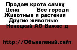 Продам крота самку › Цена ­ 200 - Все города Животные и растения » Другие животные   . Ненецкий АО,Вижас д.